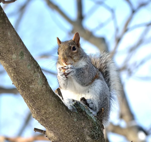 Squirrel — Stock Photo, Image