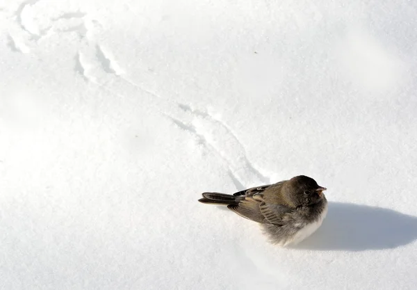 Bird on snow — Stock Photo, Image