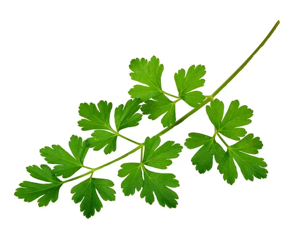 Parsley — Stock Photo, Image