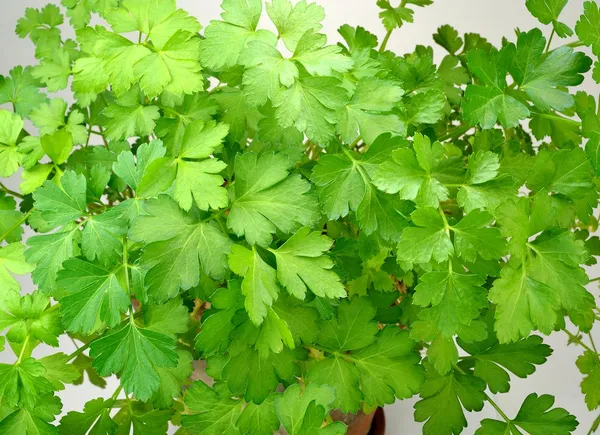 Parsley plant — Stock Photo, Image