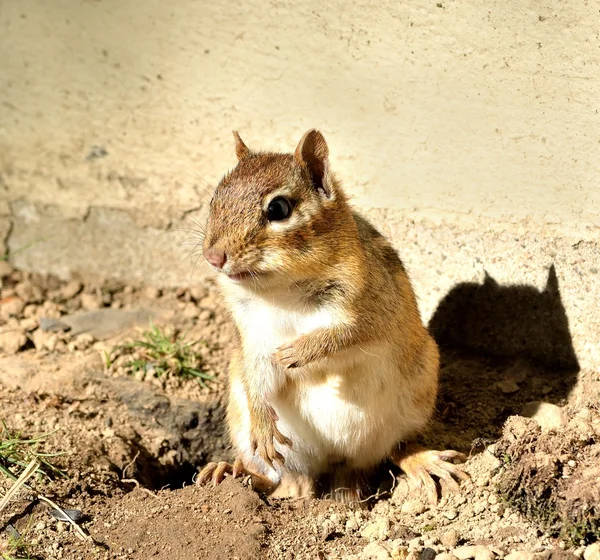 Ardilla. — Foto de Stock