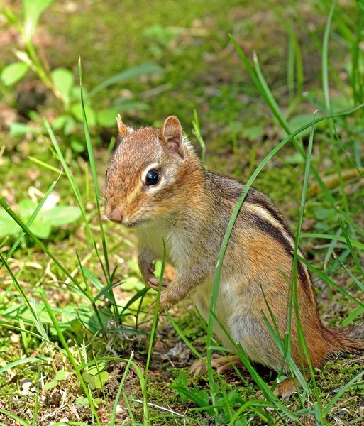 Chipmunk — Stock Photo, Image