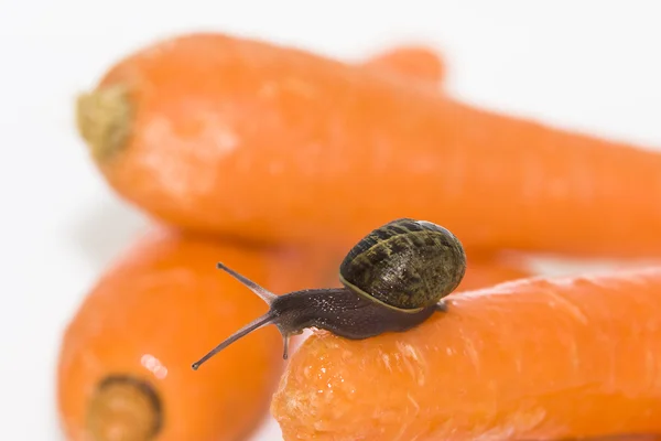 Snail with carrots — Stock Photo, Image