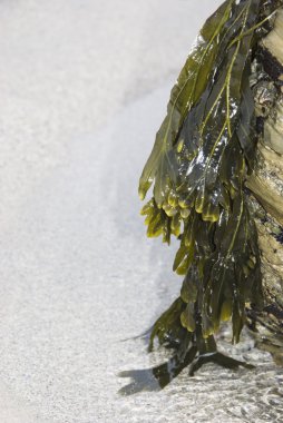 seaweed clipart