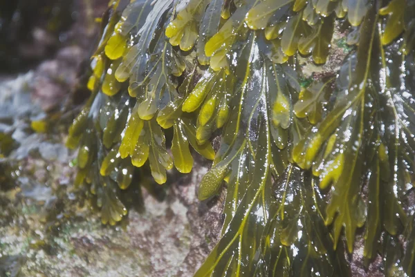 Морські водорості — стокове фото