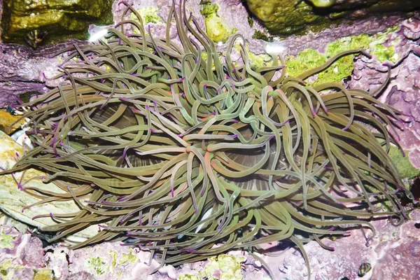 Wasserpflanzen — Stockfoto