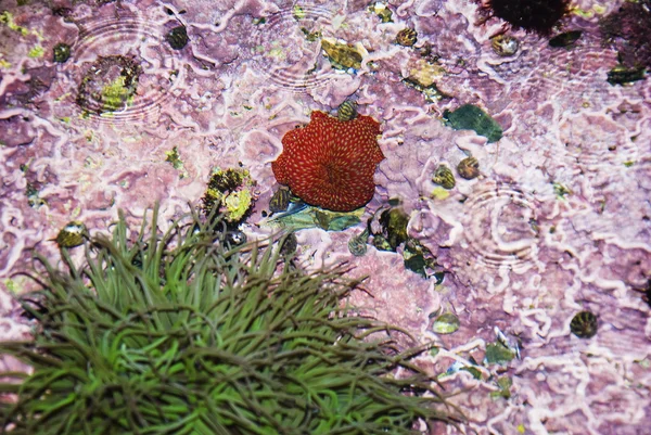 Wasserpflanzen — Stockfoto