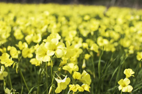 Campo com flores amarelas — Fotografia de Stock