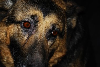 Alman çoban köpeği