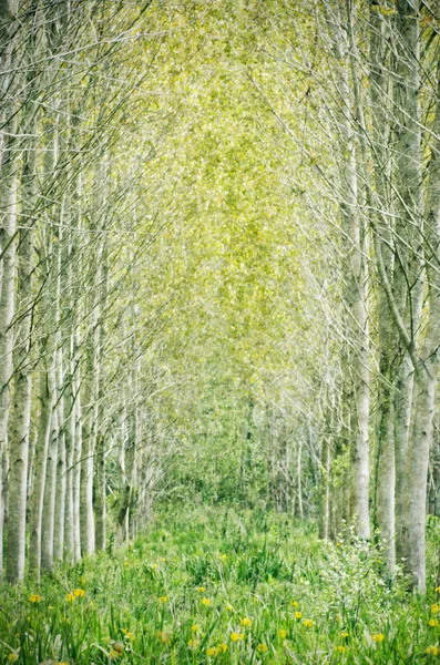 Forêt enchantée — Photo