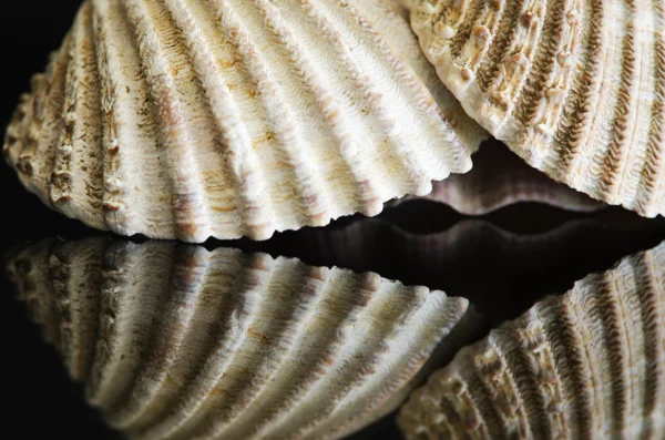 Muscheln — Stockfoto