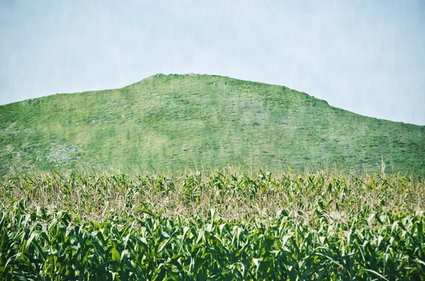 Maize plantation — Stock Photo, Image
