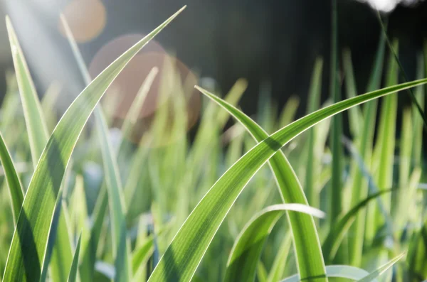 Pasto — Foto de Stock