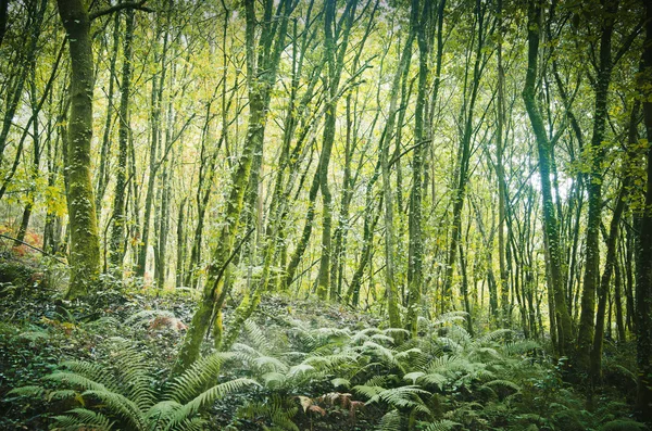 Tät skog — Stockfoto