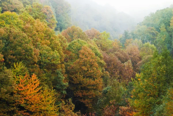 Herfst kleuren — Stockfoto