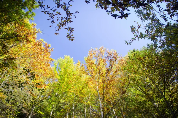 秋の色 — ストック写真