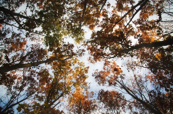 Herfst kleuren — Stockfoto