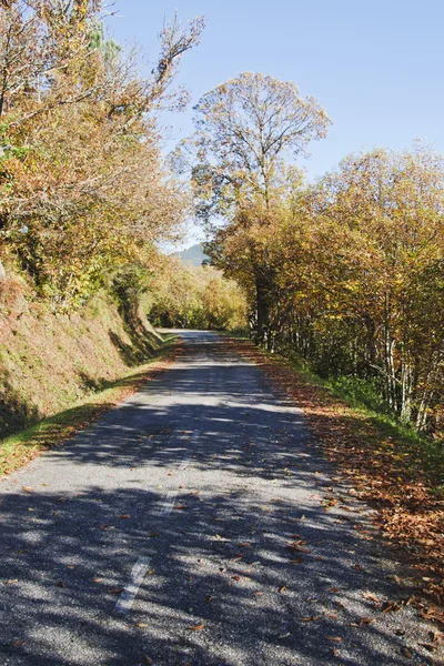 Sentier forestier — Photo