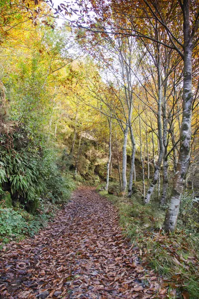 Herfst kleuren — Stockfoto