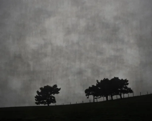 Trees on the hill — Stock Photo, Image