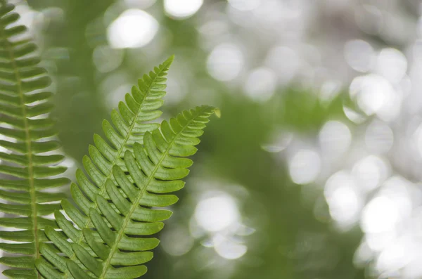 Felce verde — Foto Stock