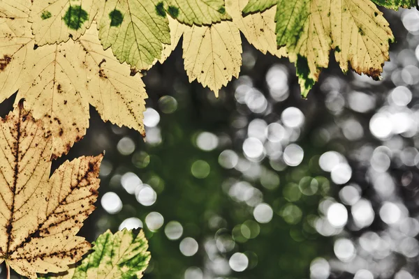 Hojas de otoño — Foto de Stock