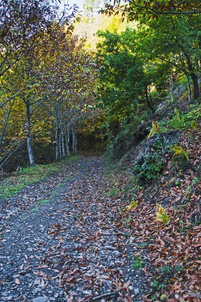 Caminho florestal — Fotografia de Stock