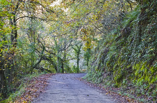 Caminho florestal — Fotografia de Stock