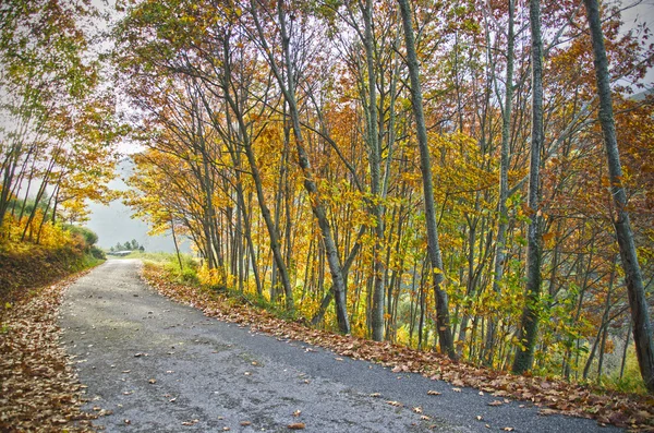 Forest path — Stock Photo, Image