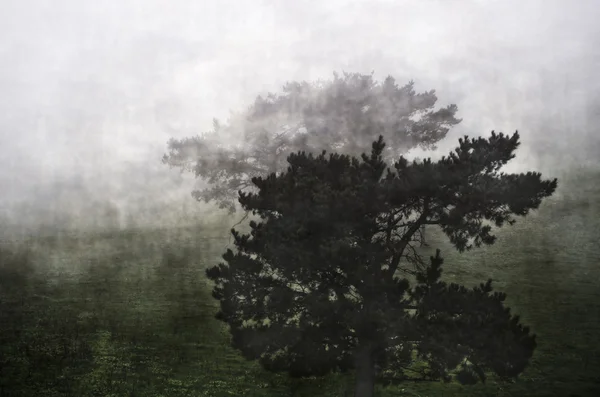 Alberi nella nebbia — Foto Stock