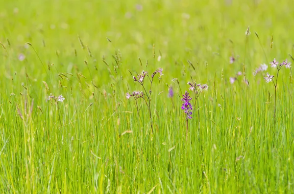 春天的绿草 — 图库照片