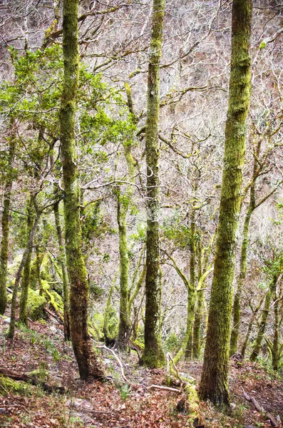 Floresta densa — Fotografia de Stock