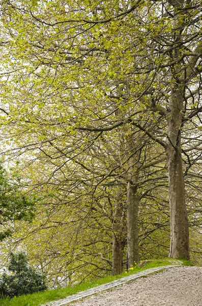 Parque en primavera — Foto de Stock