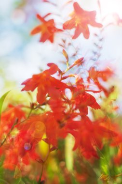 Orange Epidendrum orkide 