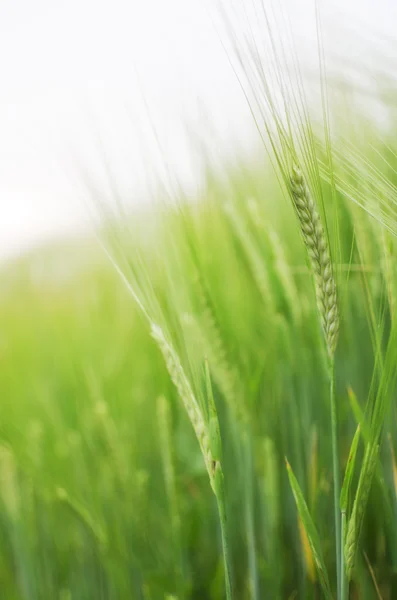 Groene tarwe — Stockfoto