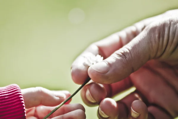 Child and adult hands — Stock Photo, Image