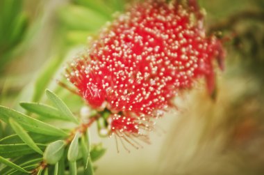Bottlebrush