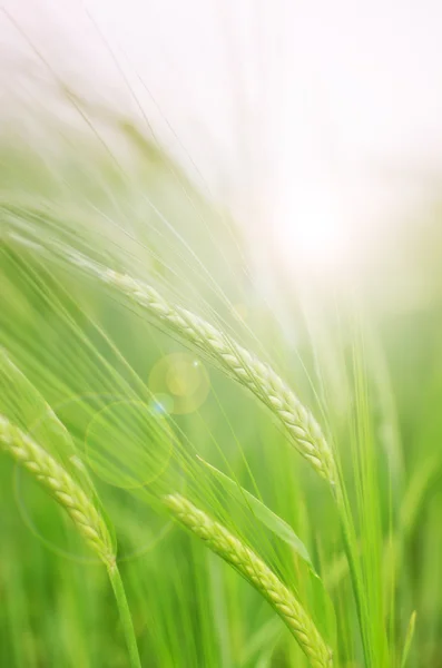 Grüner Weizen — Stockfoto