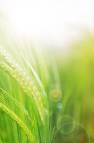 Frumento verde — Foto Stock