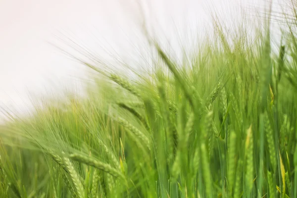 Groene tarwe — Stockfoto