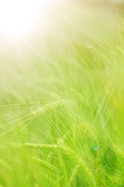 Frumento verde — Foto Stock