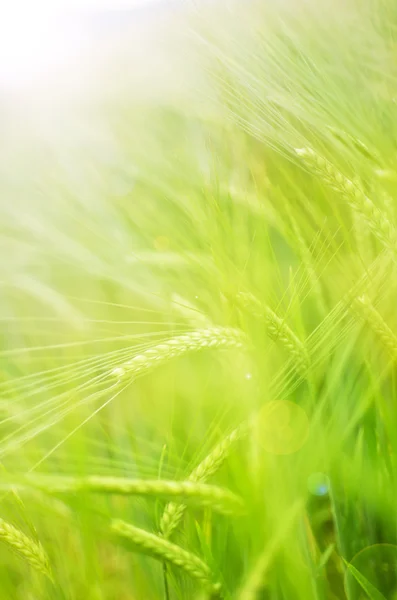 Grüner Weizen — Stockfoto