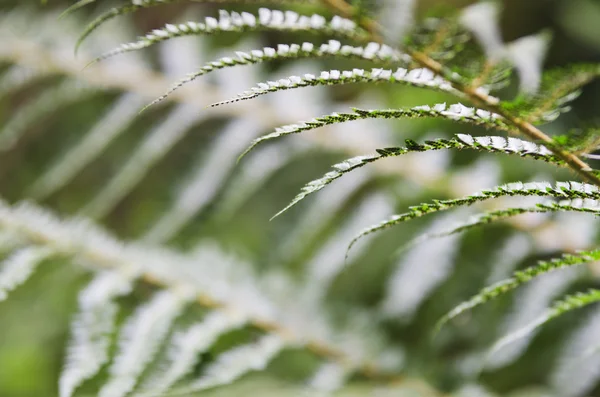 Felce verde — Foto Stock