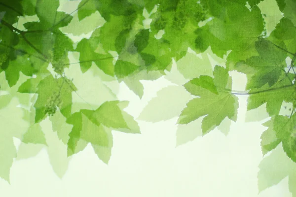 Folhas verdes — Fotografia de Stock