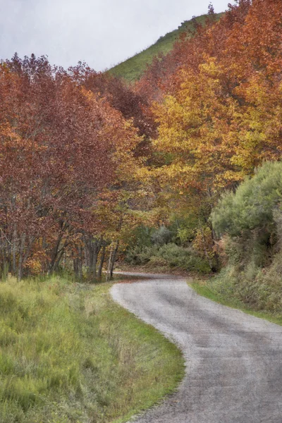 Skogsstigen — Stockfoto