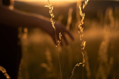Field plant in focus and woman's hand in the background