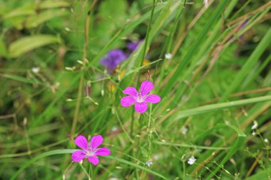 Güzel kır çiçekleri yakın plan