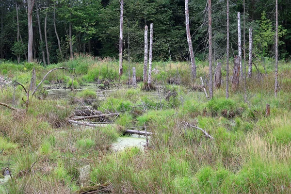 Pântano Floresta — Fotografia de Stock