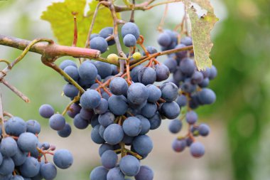 Bir demet olgun üzüm.