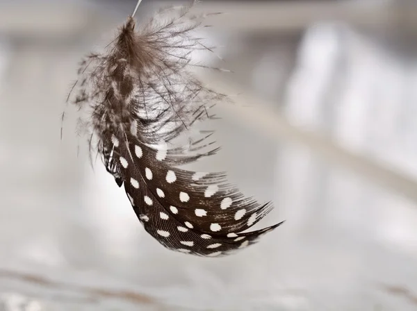 Feather — Stock Photo, Image